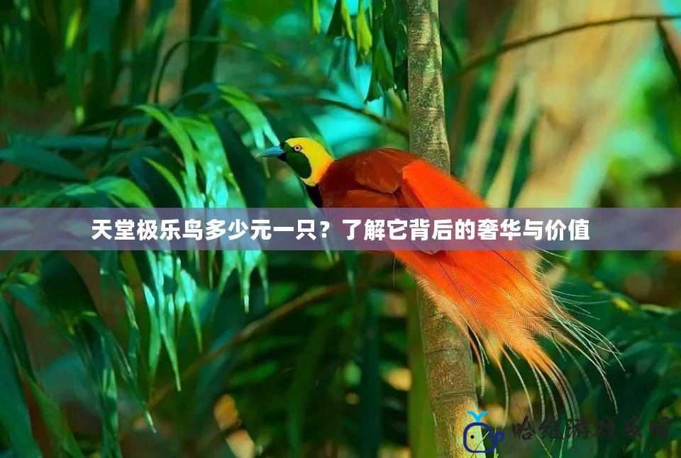 天堂極樂鳥多少元一只？了解它背后的奢華與價值