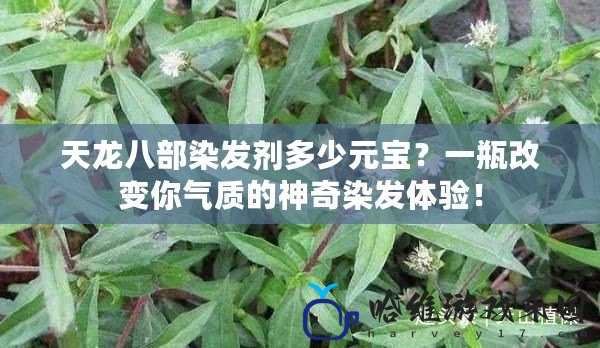 天龍八部染發(fā)劑多少元寶？一瓶改變你氣質(zhì)的神奇染發(fā)體驗(yàn)！