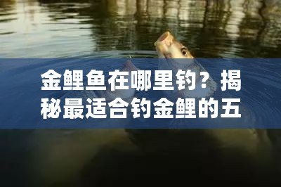 金鯉魚在哪里釣？揭秘最適合釣金鯉的五大釣點