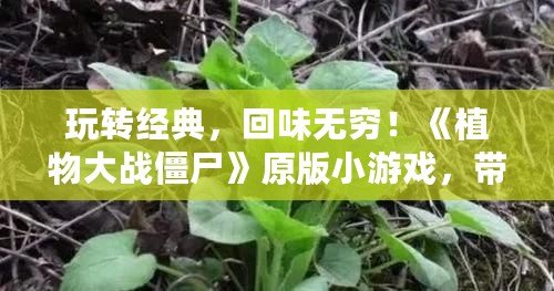 玩轉經典，回味無窮！《植物大戰僵尸》原版小游戲，帶你重溫昔日的歡樂時光