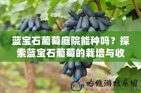 藍寶石葡萄庭院能種嗎？探索藍寶石葡萄的栽培與收益之道