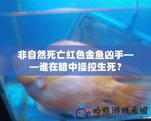 非自然死亡紅色金魚兇手——誰在暗中操控生死？