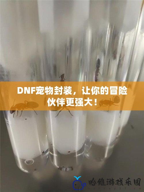 DNF寵物封裝，讓你的冒險(xiǎn)伙伴更強(qiáng)大！